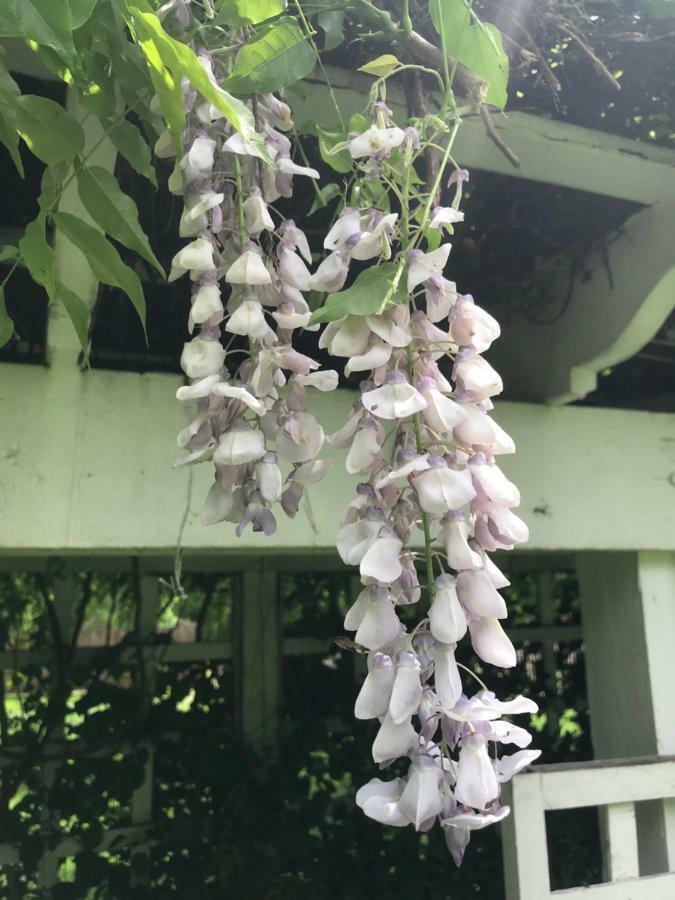 Wild Wisteria Panzió Chadds Ford Kültér fotó